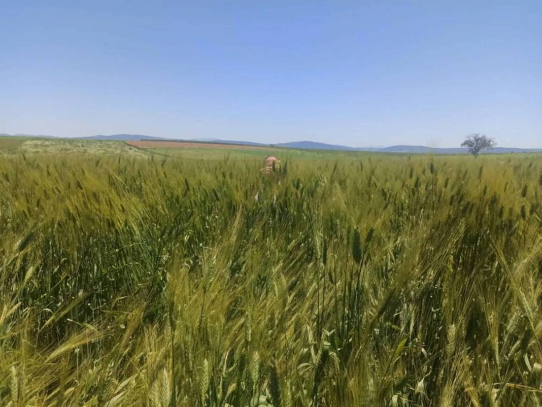 Yağmurdan sonra ortaya çıktı, tarla sahibi büyük şaşkınlık yaşadı! 1.80 metre uzunluğunda, sonunda makarna olacak 4